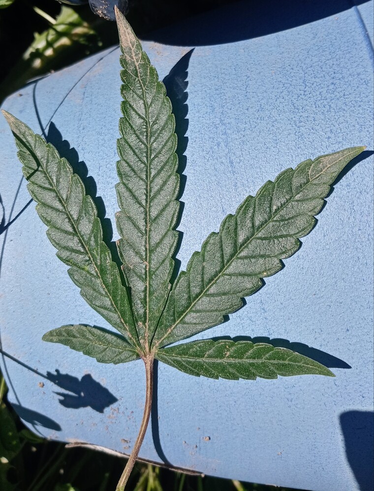 Weed Queen cover image