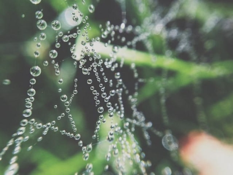 Wet Flower cover image