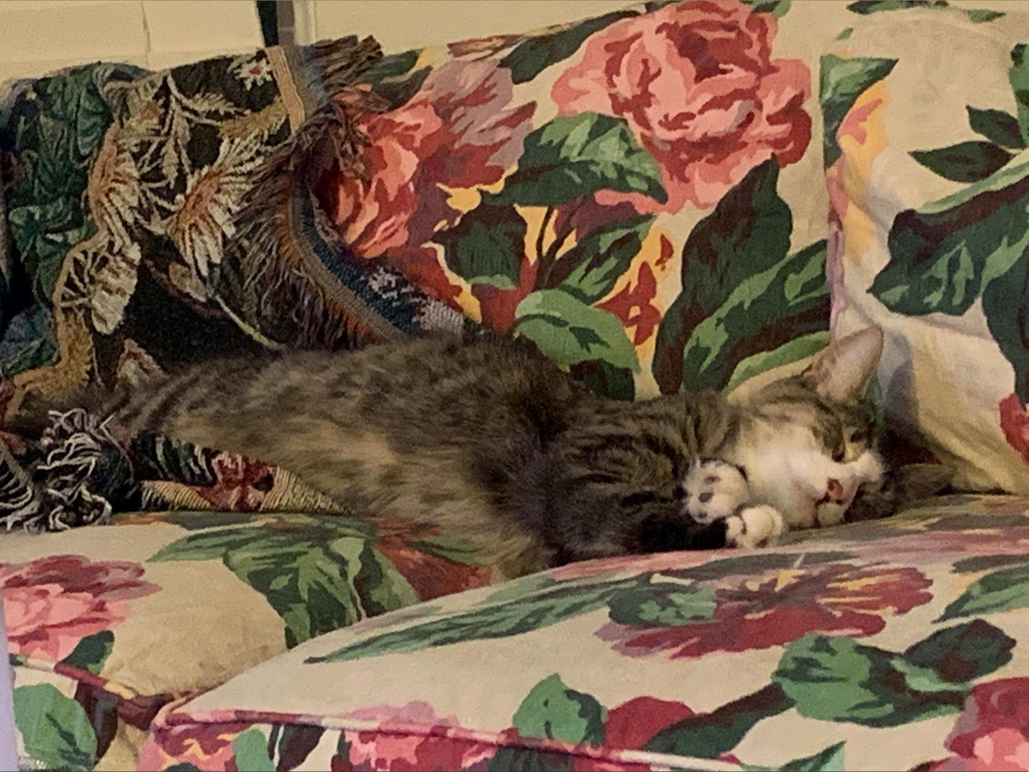 wheresmysugardaddy banner image