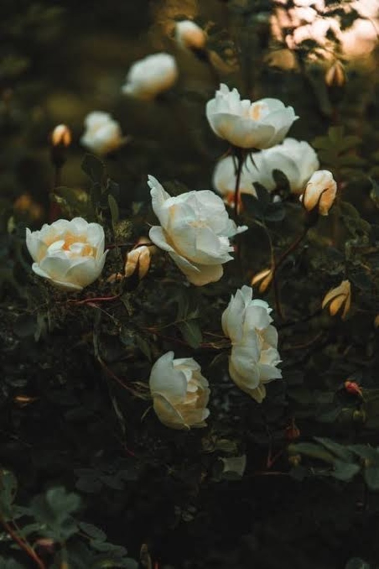 WhiteRose cover image
