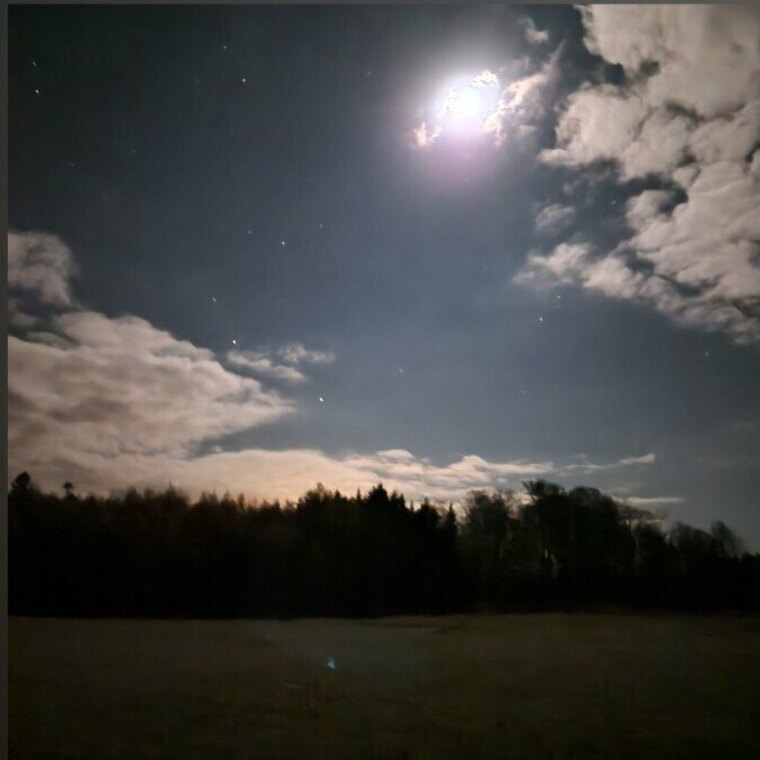 WildDee cover image