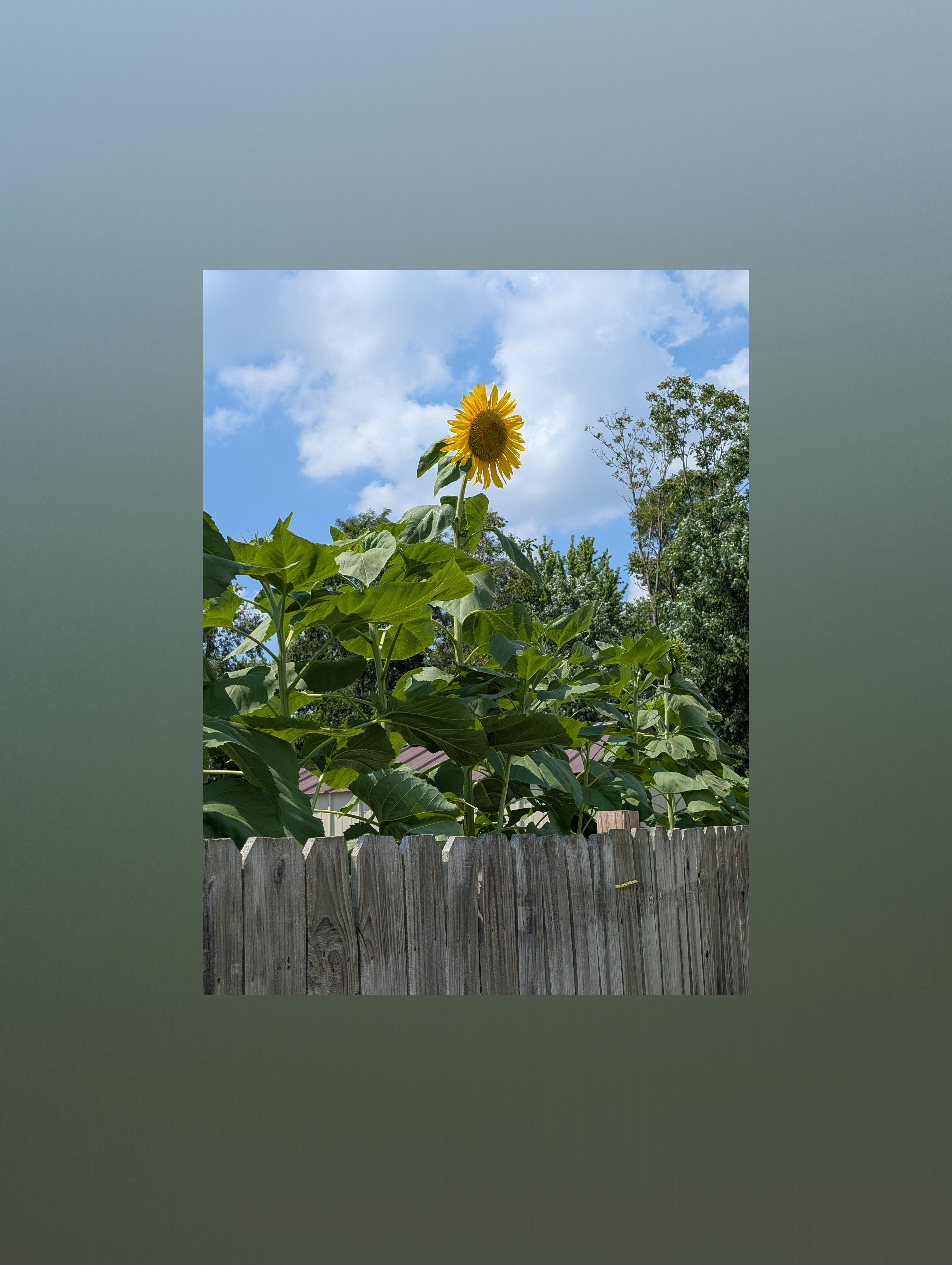 Christine Smith banner image