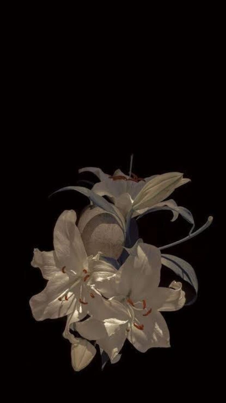 Lily cover image
