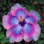 WildFlowerV avatar
