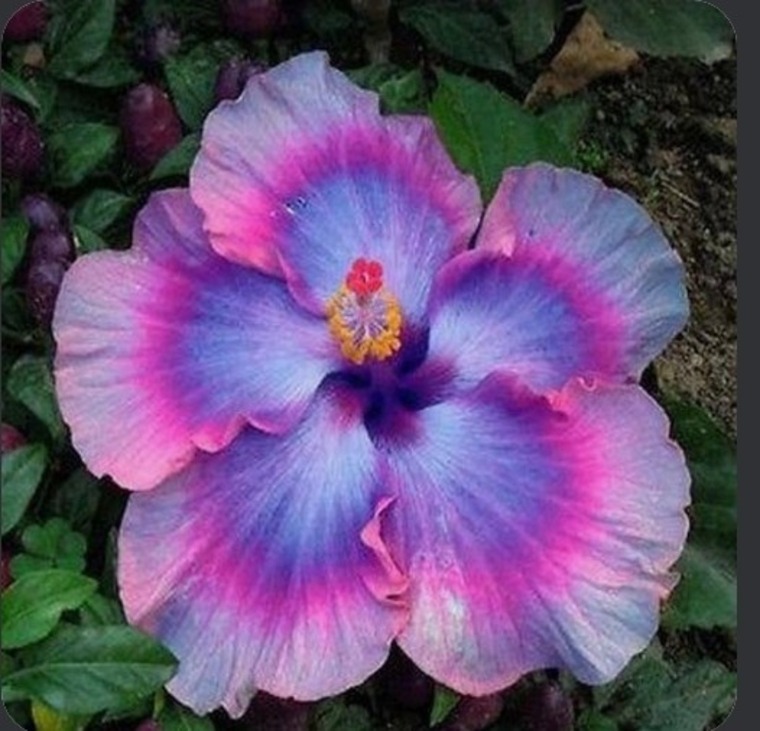 WildFlowerV cover image