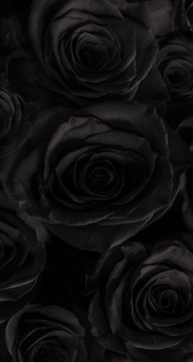 Lily banner image