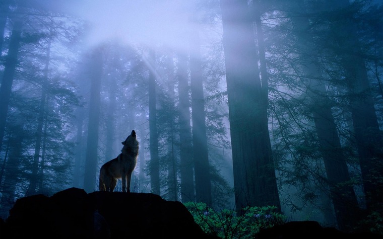 Willian Wolf cover image