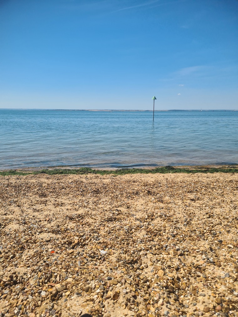 Willow cover image
