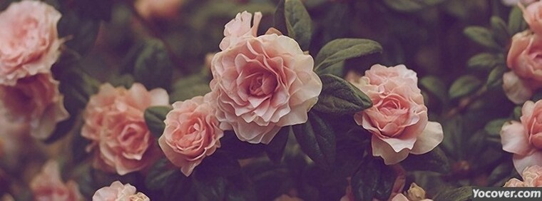 Willowsnapps banner image