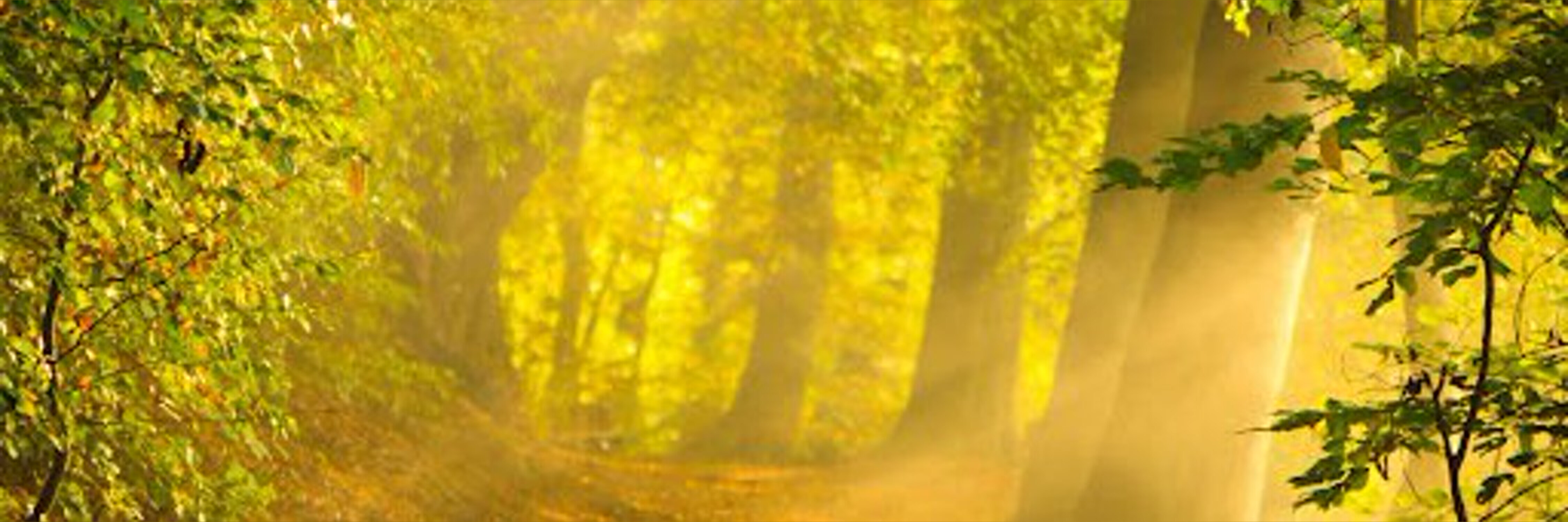 Will Stallion banner image