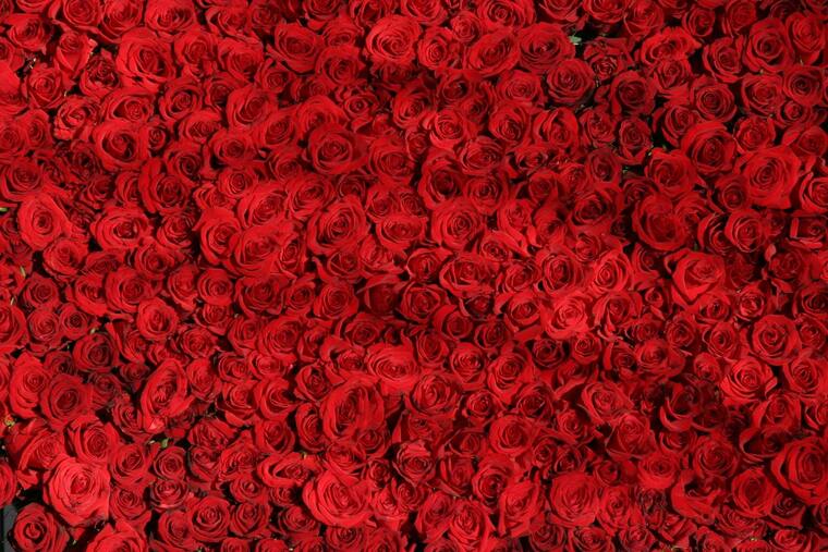 BBW Winnie Rose banner image