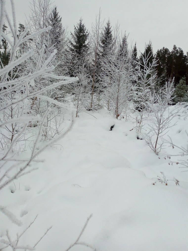 WinterCrazed cover image