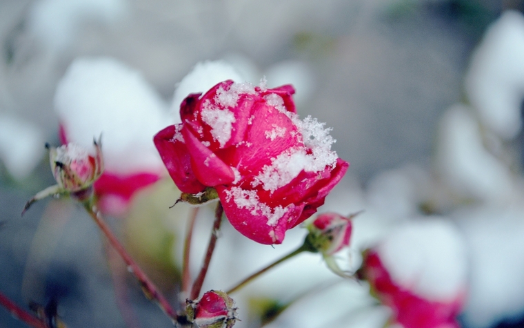 Winter's Rose banner image