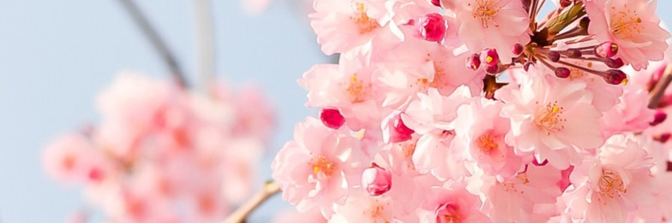 WisteriaGoddess banner image