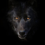 BlackWolfeRedFox avatar