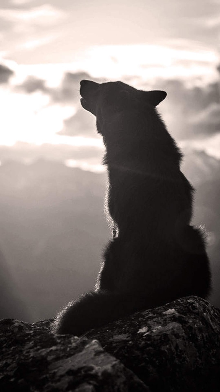 Wolfdesires cover image