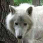 Wolfi avatar