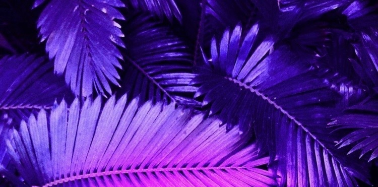 Aphrodisiac banner image