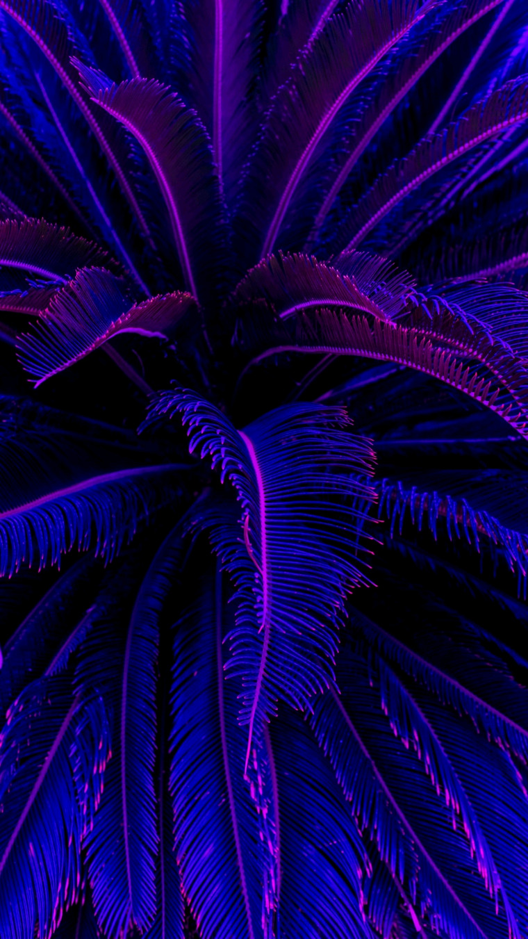 Xira Belladonna banner image