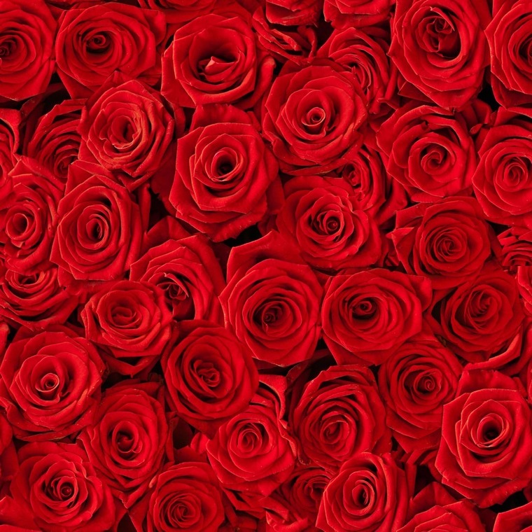 LadyRose cover image