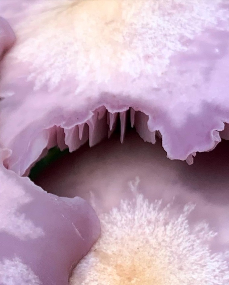 Luna Vitali cover image