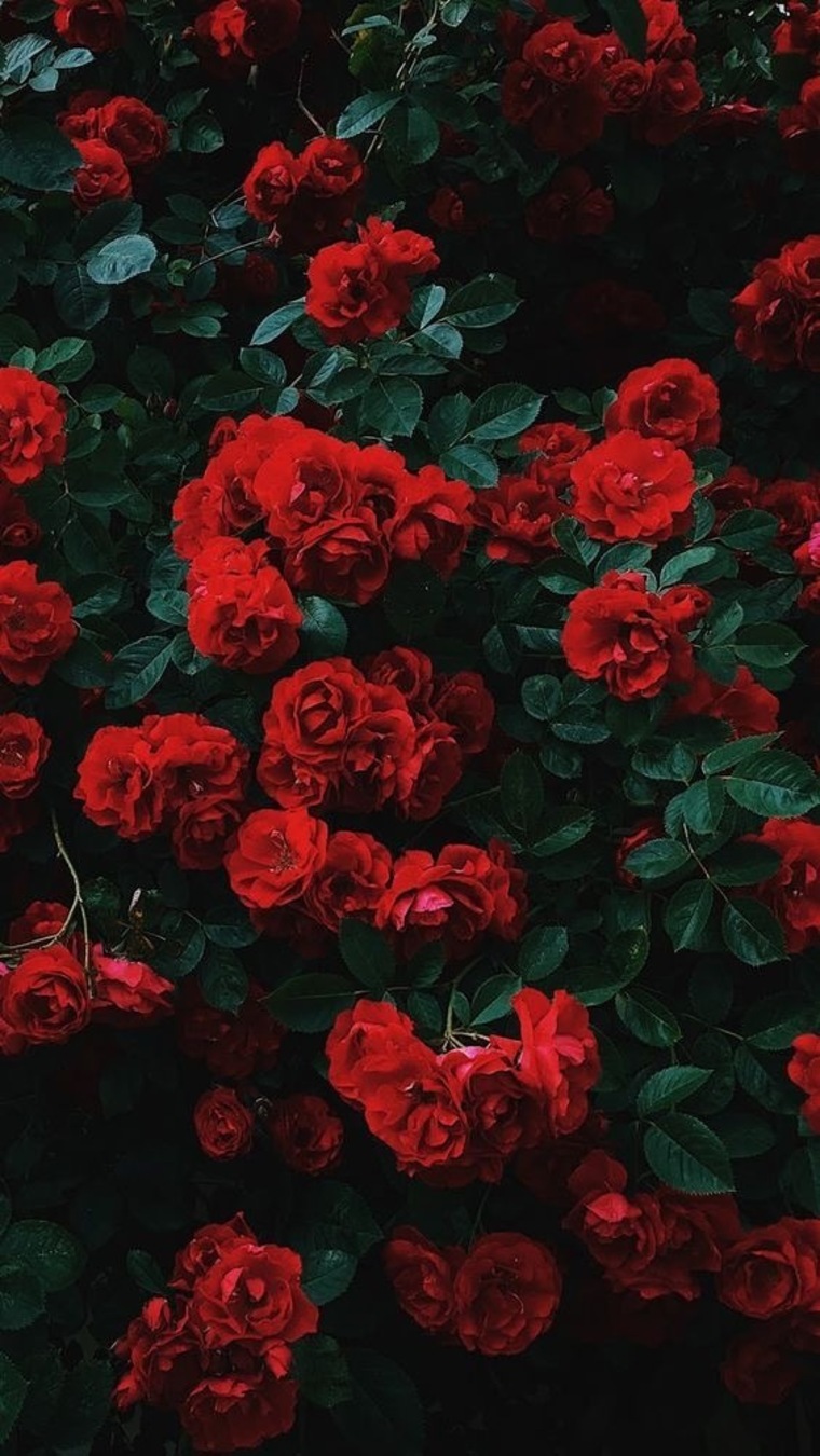 Bella cover image