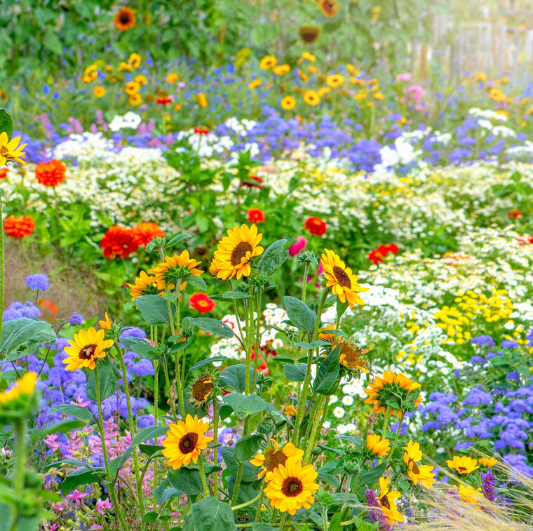 xo π daisy banner image