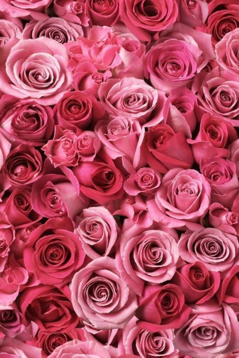 Rose cover image