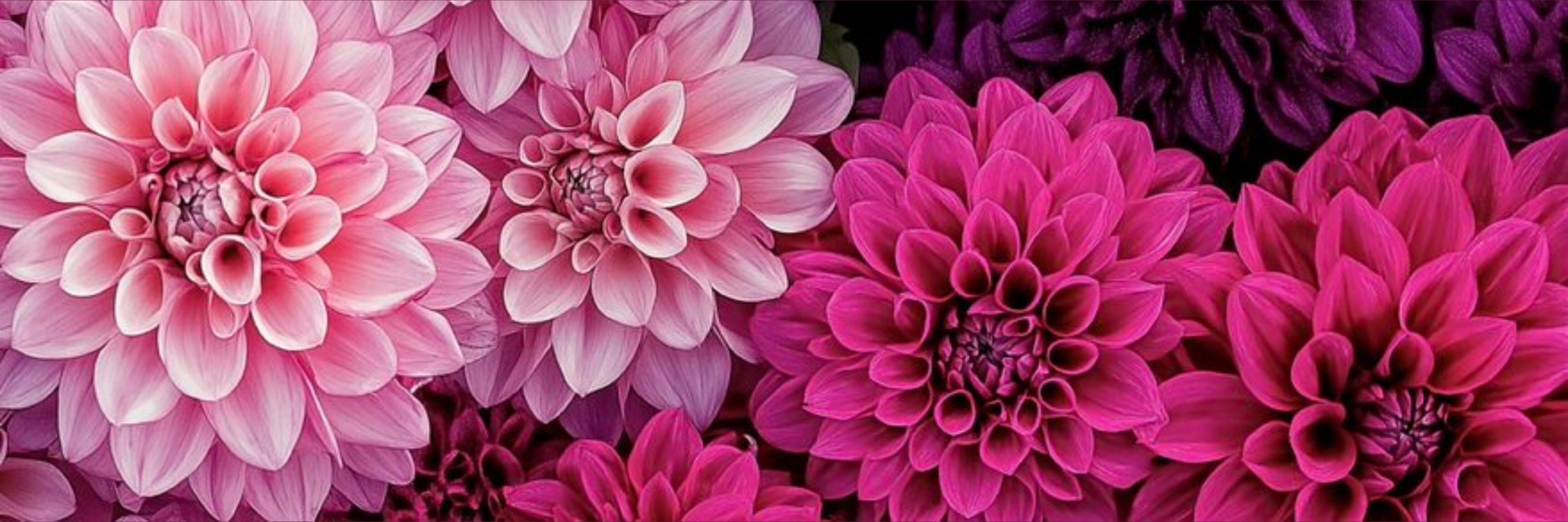 Findom princess Lily S🎀 banner image