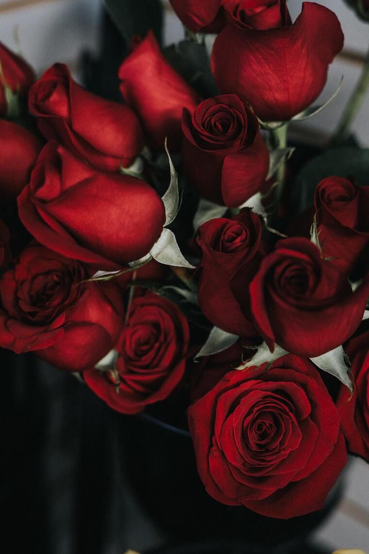 Rose cover image