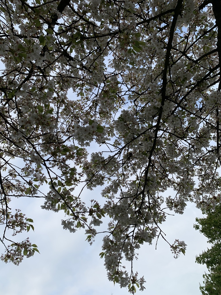 UwU cover image