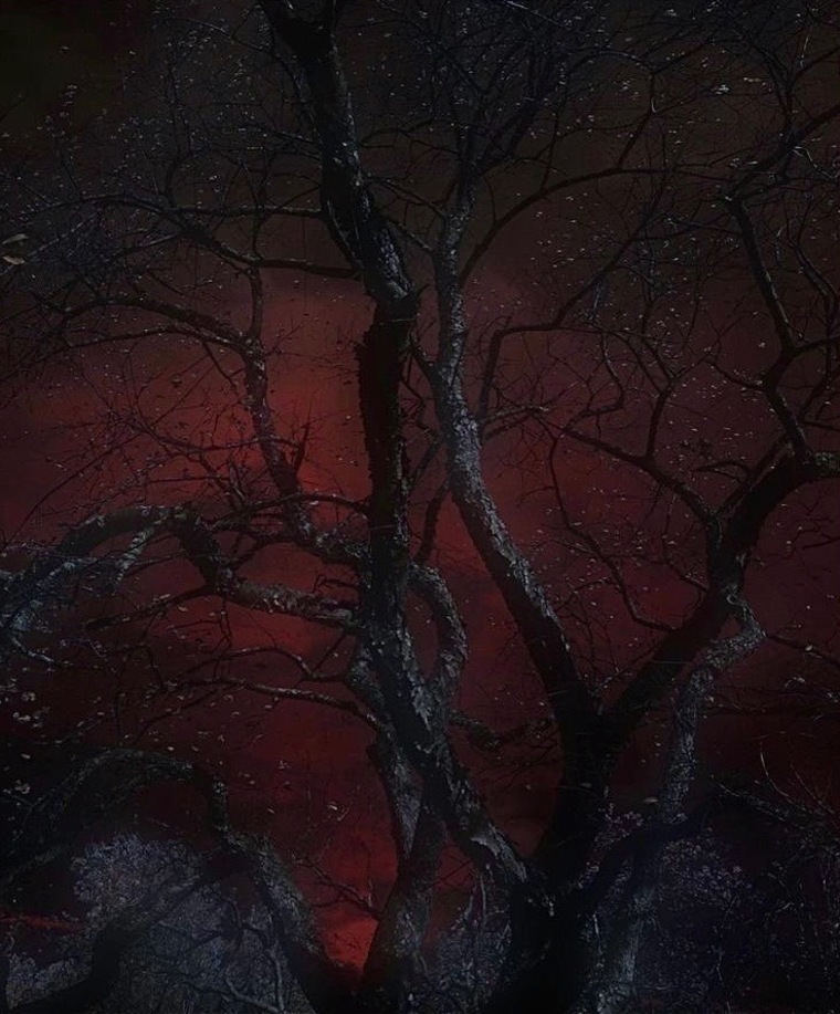Vampira banner image