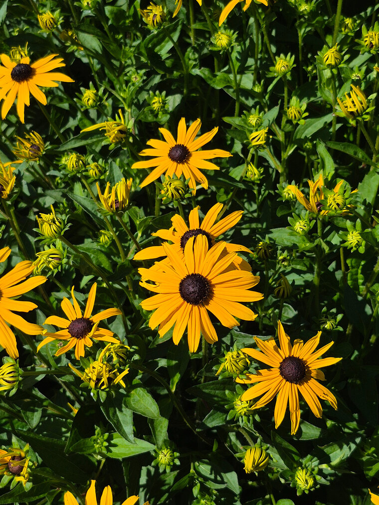 Pitter Patter cover image