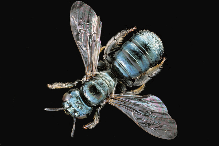 One Specific Bee’s Knees banner image