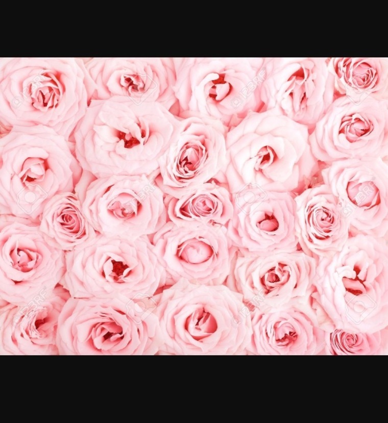 Yaz rose cover image