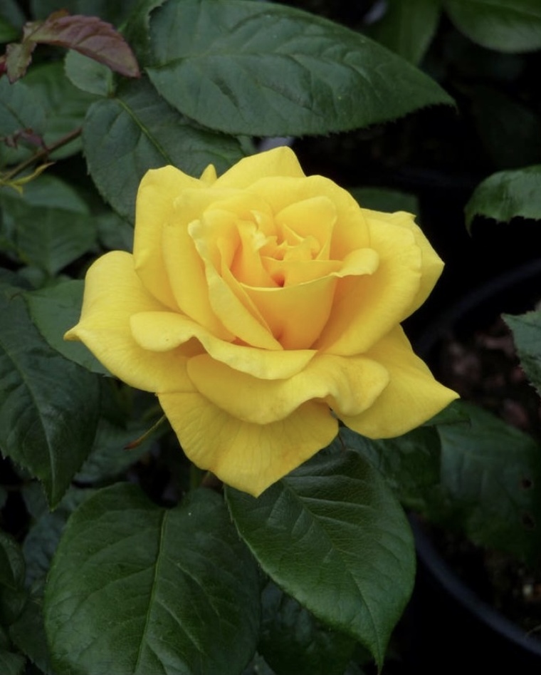 Yellow rose ๐น banner image