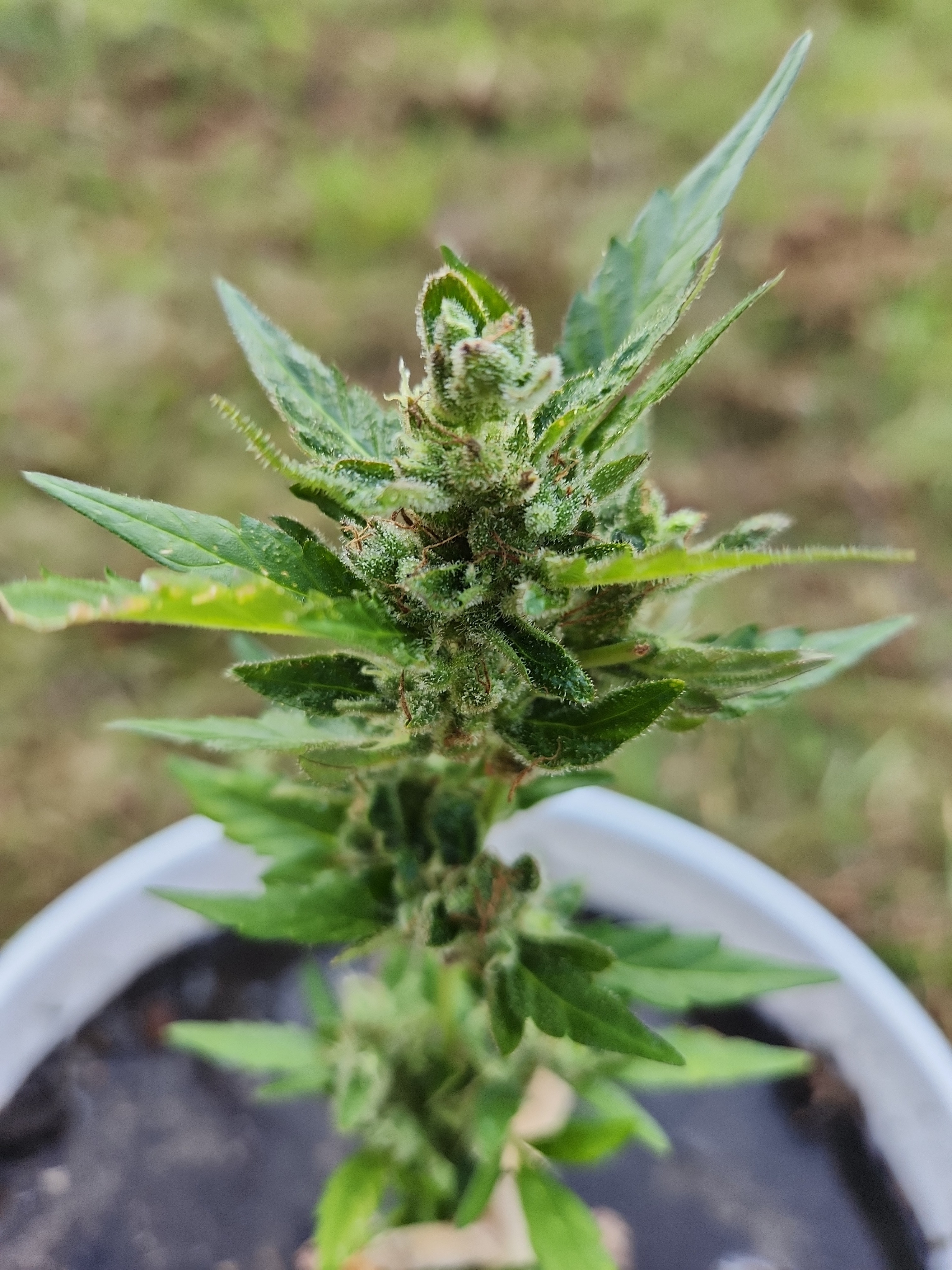 yeppers 420 banner image