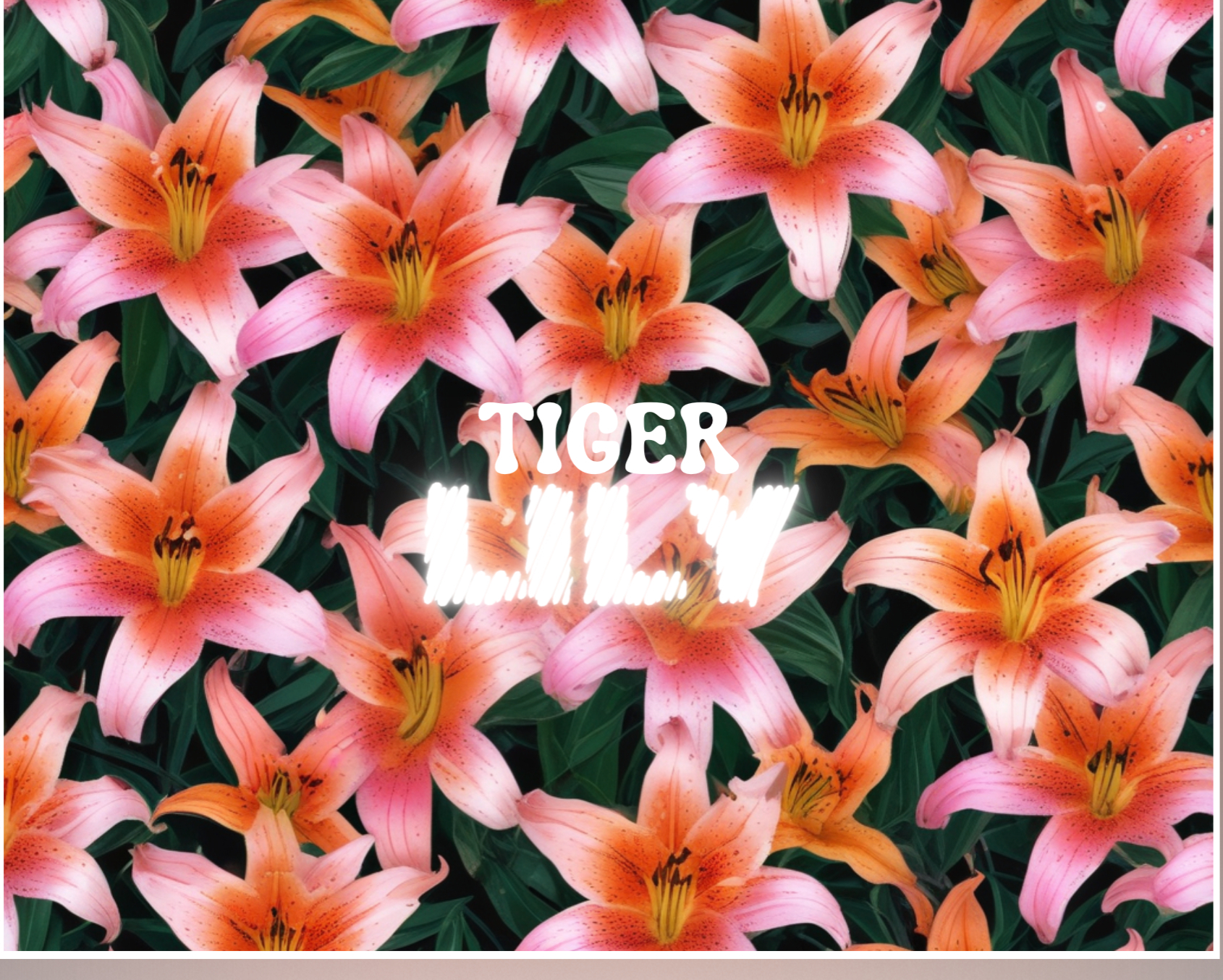 Tiger Lily๐ฏ๐บ banner image
