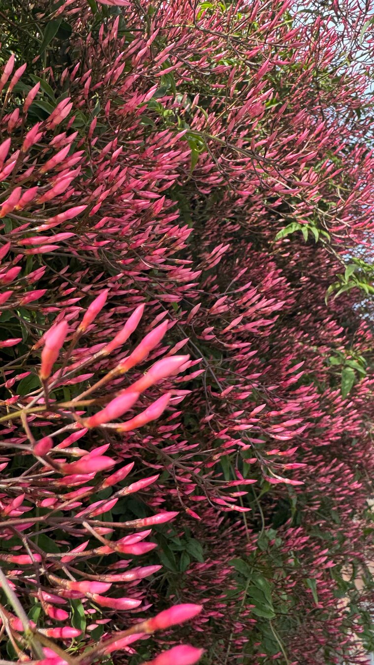 Inés 🌸 cover image