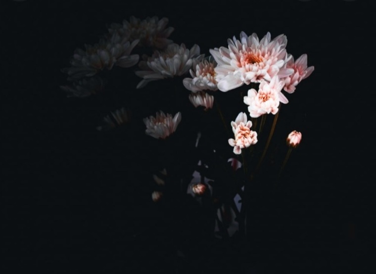Em Meesh banner image