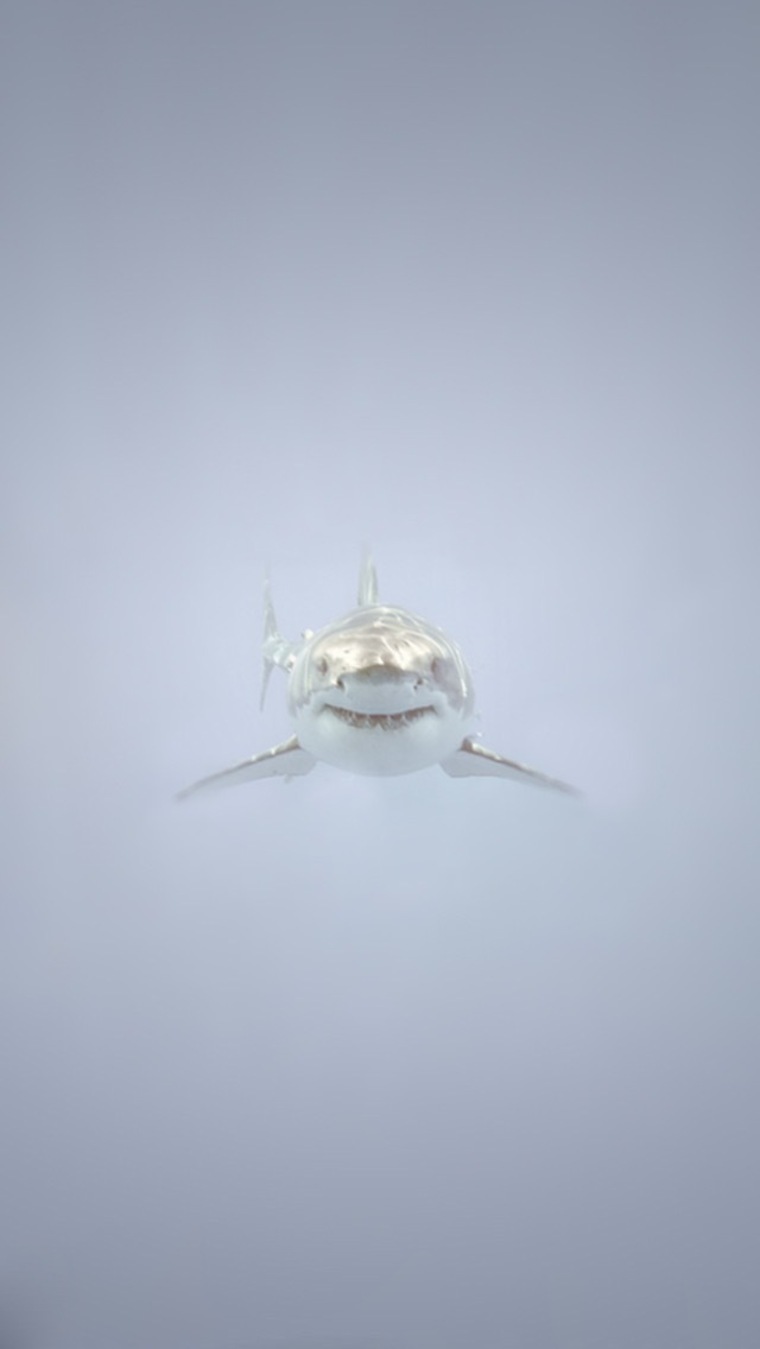 Stacey cover image