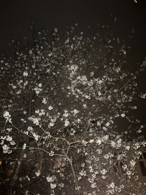 yumiii cover image