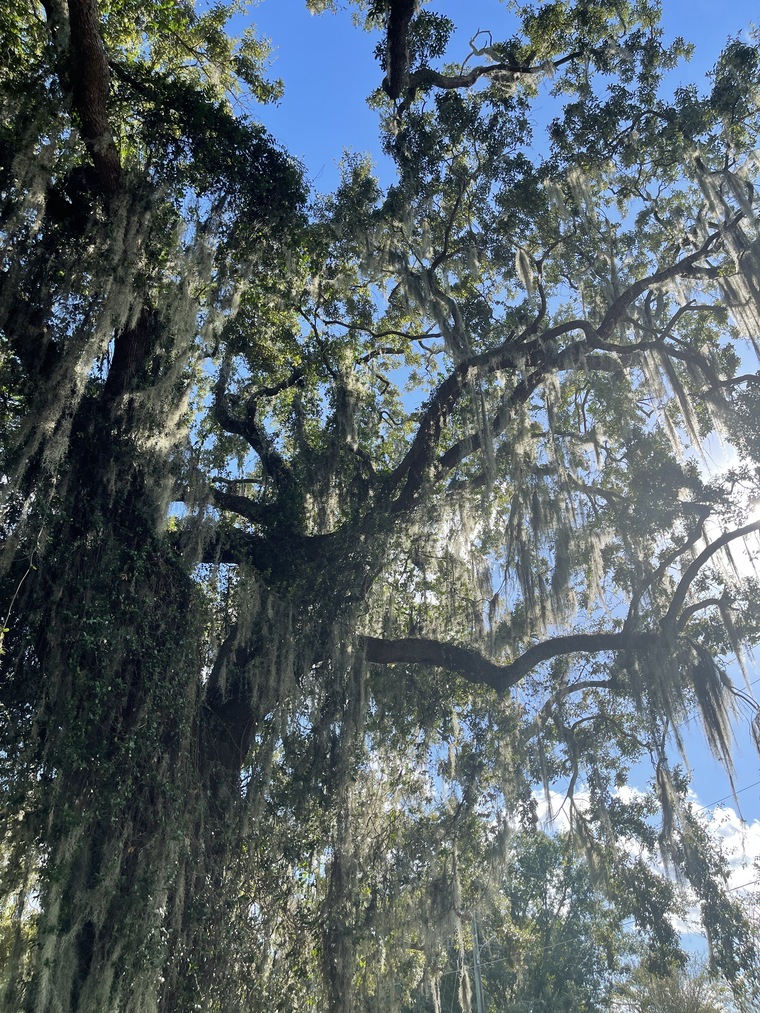 Zac cover image