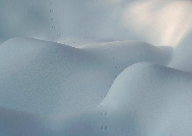Zed banner image