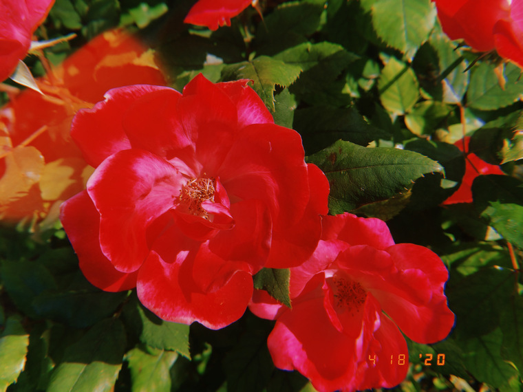 Ziggy_z banner image
