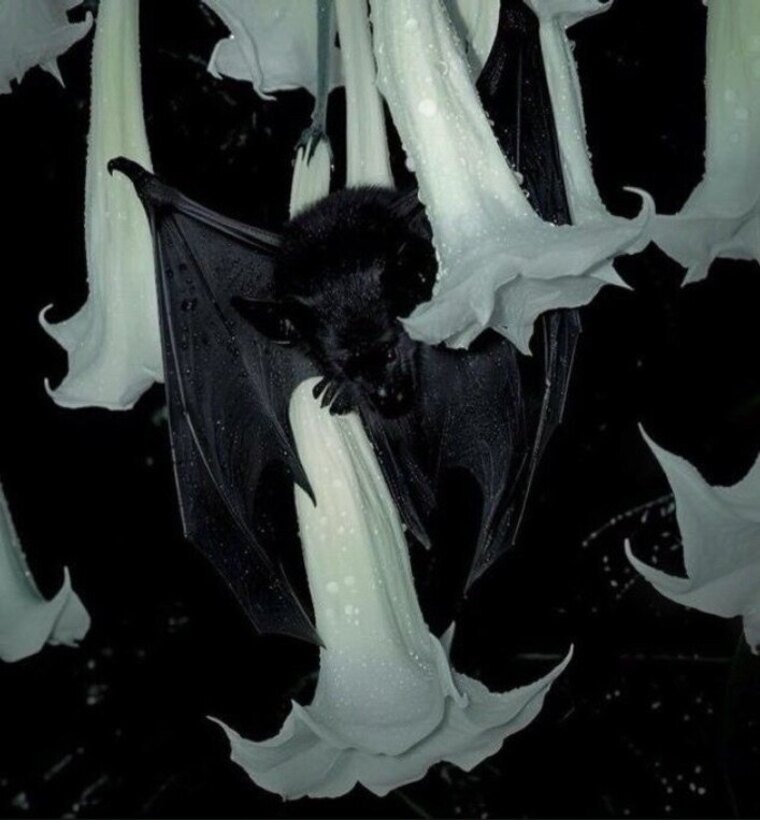 Ziggysroom banner image