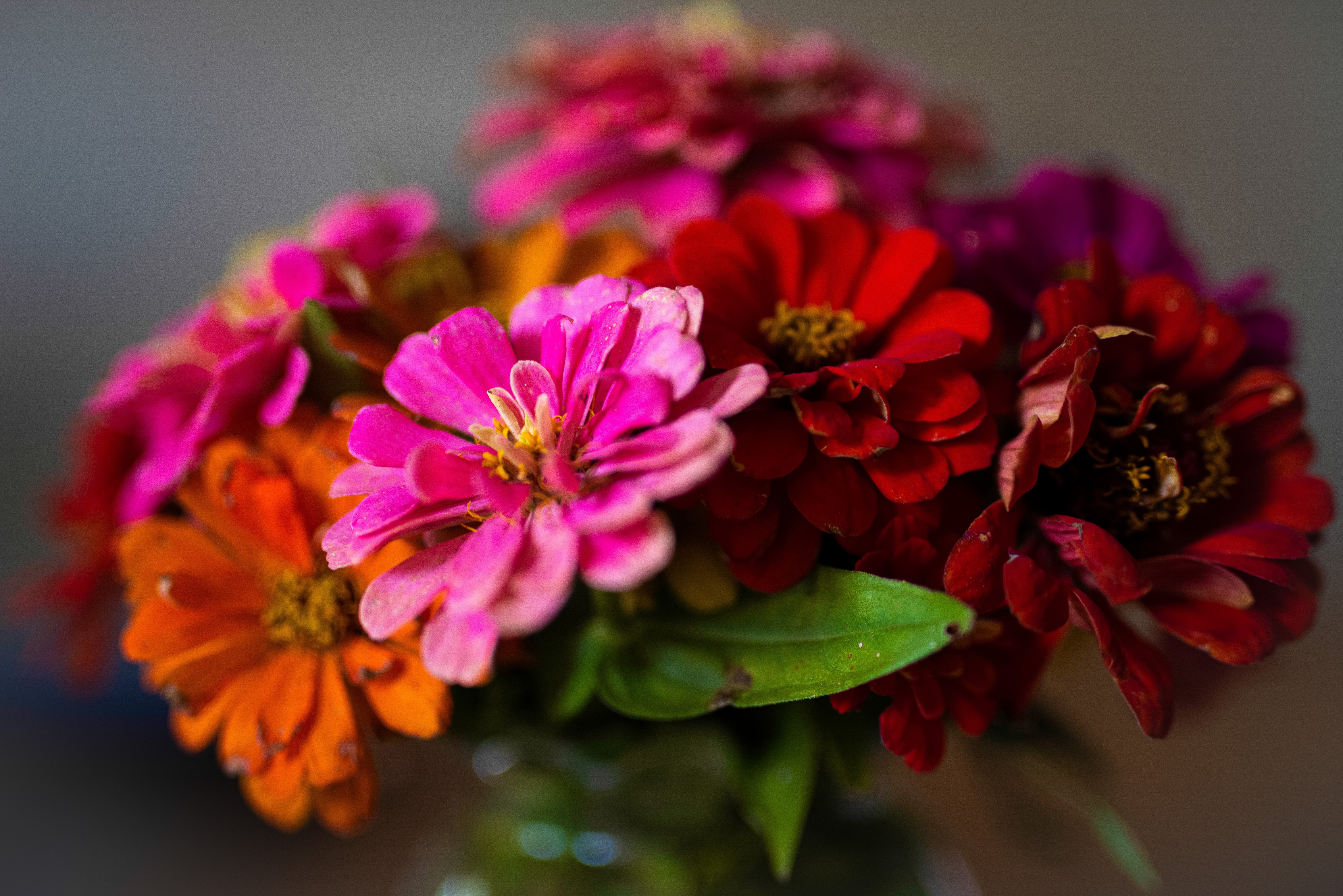 Zinnia banner image
