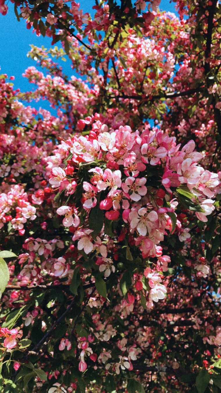 Josefine banner image